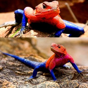 SPIDER MAN, LIZARD