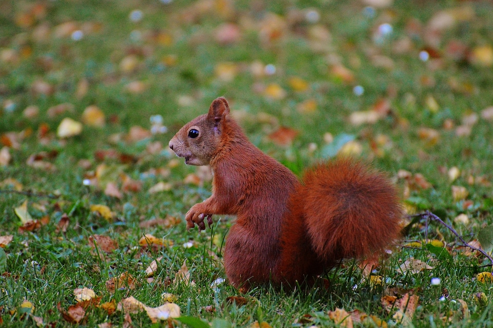 Nature rodent garden