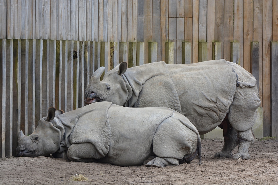 Animal rhinoceros mammal