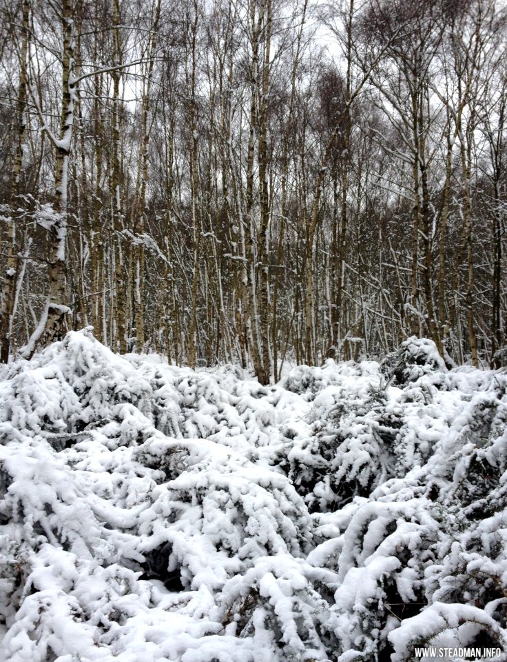 Southwood Winter Walk