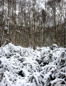 Southwood Winter Walk