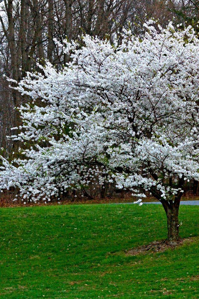 Spring Springing