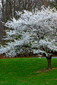 Spring Springing
