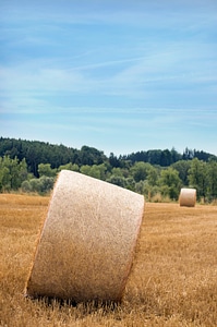 Agriculture harvest golden
