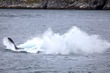 Humpback breaching