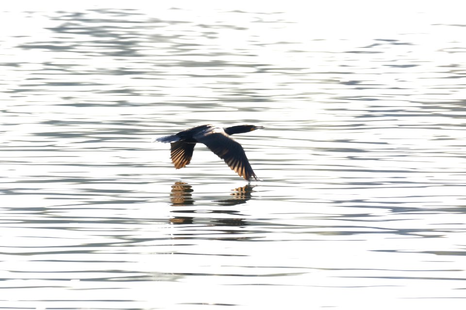 Cormorant over the Washington Channel