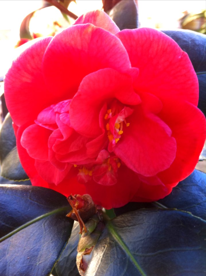 Emperor of Russia Camelia