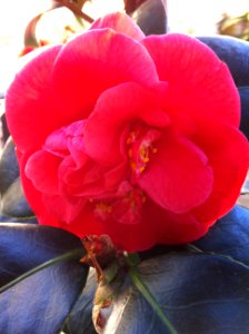 Emperor of Russia Camelia