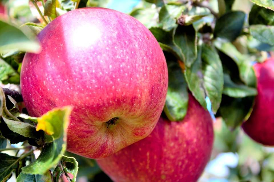 Apple close-up on tree