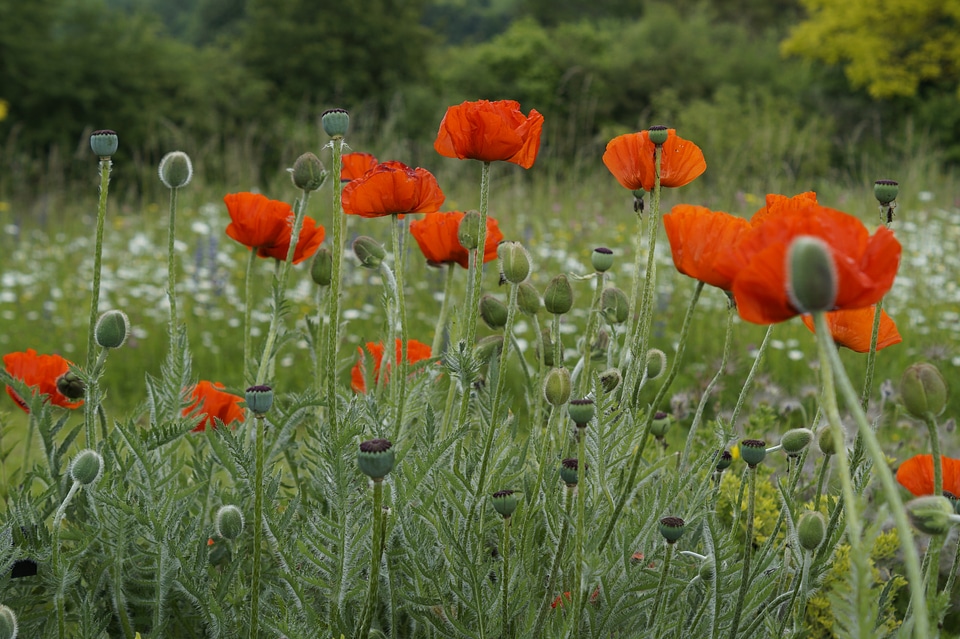 Bright red klatschmohn