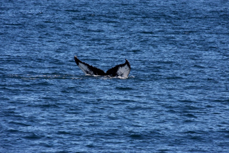 Humpback whale flukes