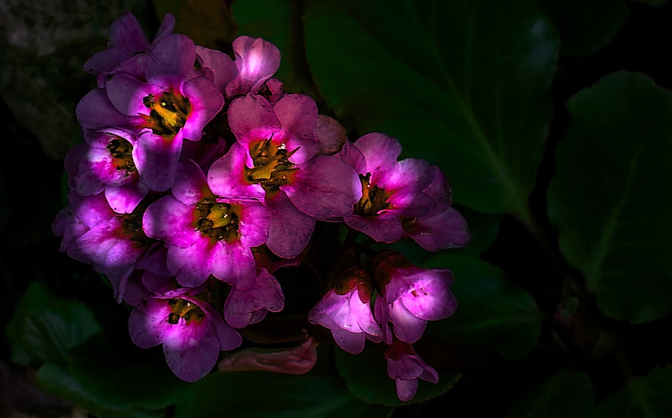 Nature plant close up