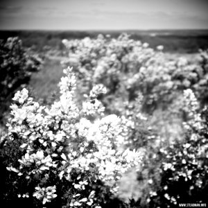 South Farnborough Landscape