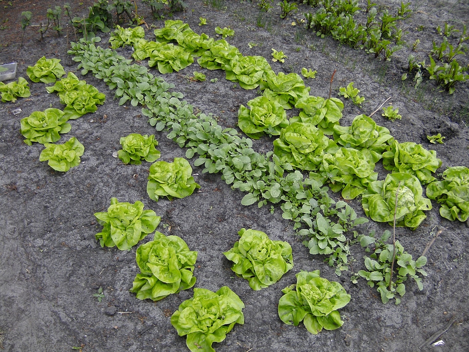 Vegetable lettuce radish