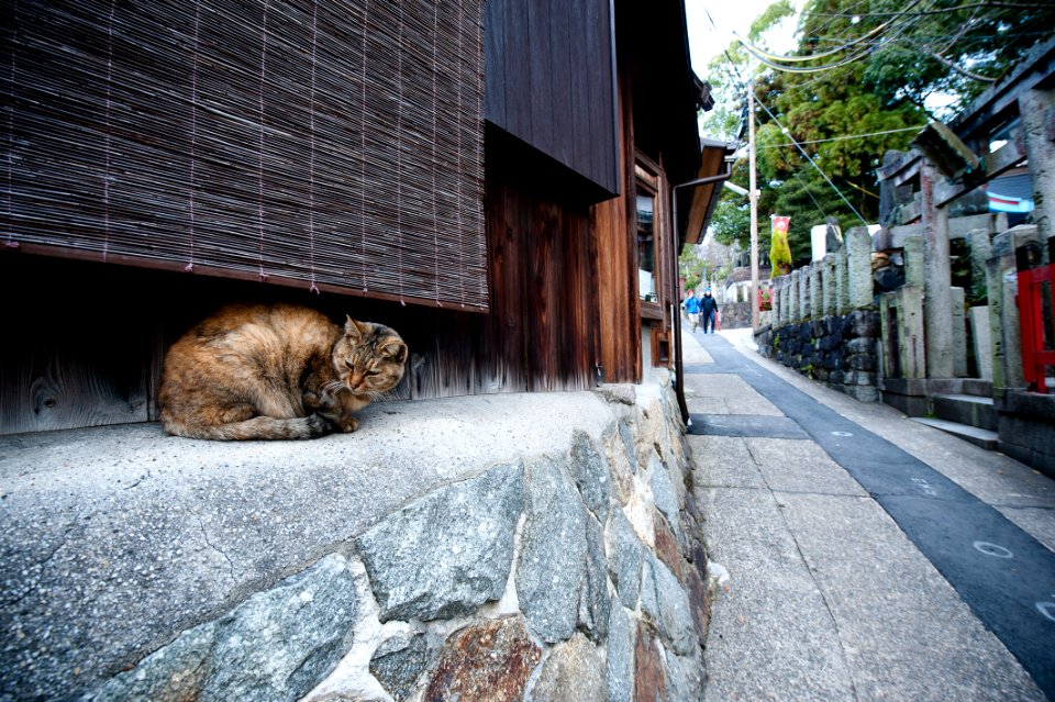 Kyoto, Japan, 12/2012 photo