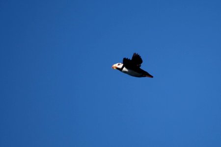Horned Puffin