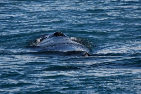 Humpback whale
