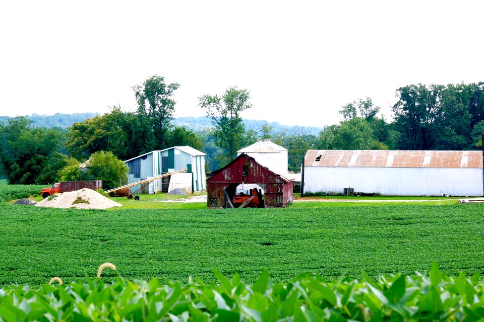 Farm -Boyds MD