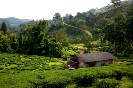 Chiang Rai, Thailand, 11/2012 photo