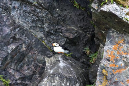 Horned Puffin photo