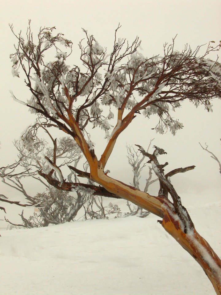 Snow Gum - NSW Snowy Mountains