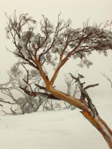 Snow Gum - NSW Snowy Mountains photo