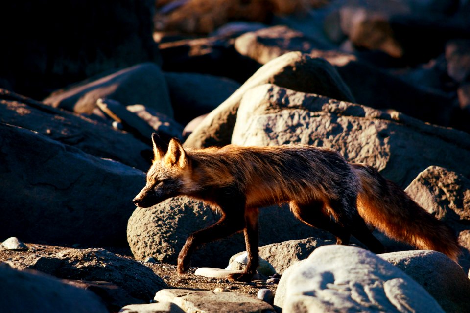Red Fox (Vulpes vulpes)