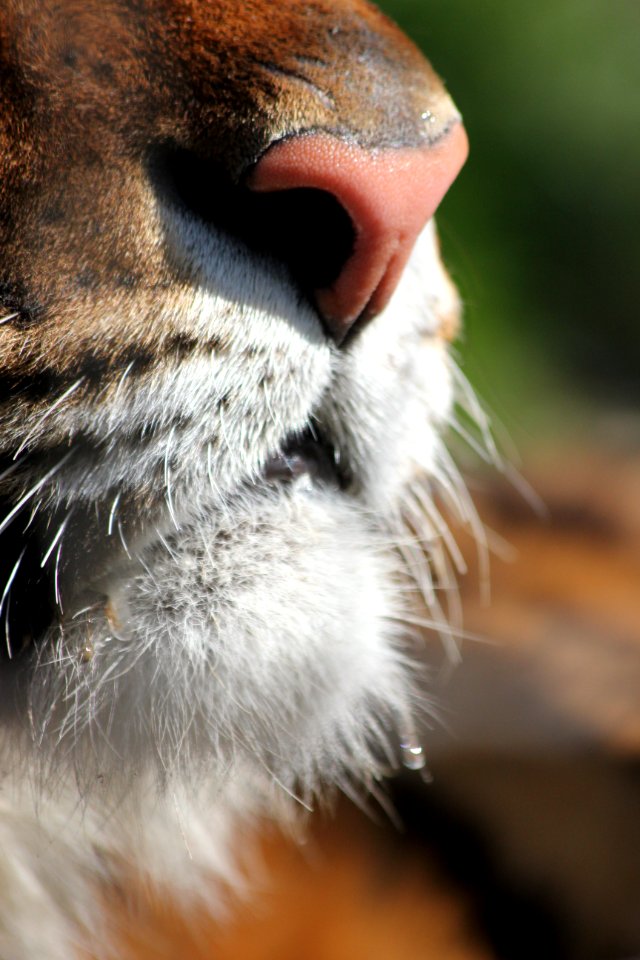 Tigre siberiana, naso