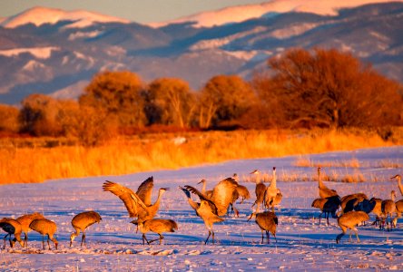 Sandhill Cranes in Snow photo