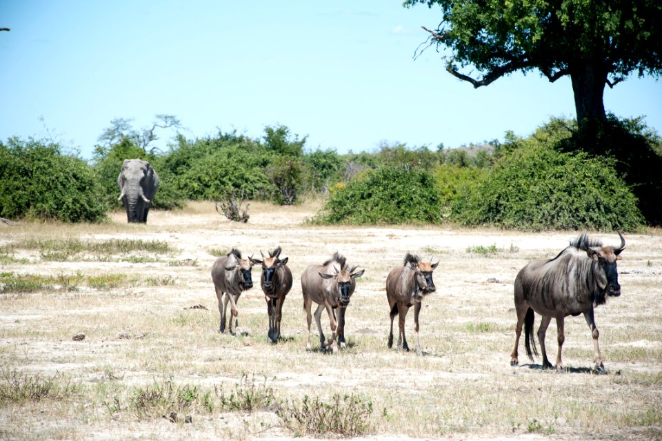 Savuti, Botswana, 3/2012 photo
