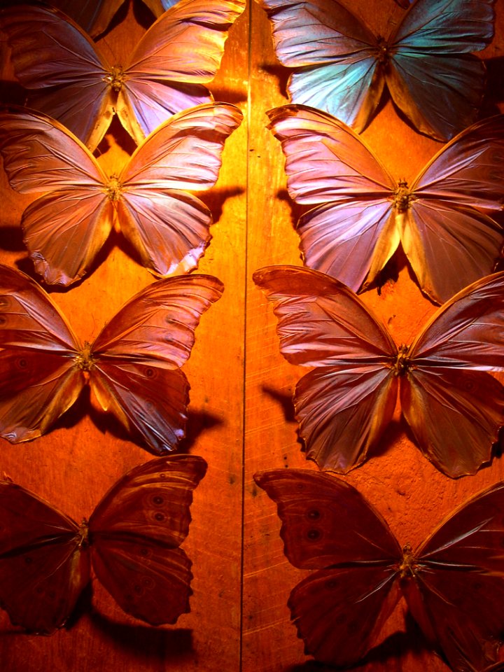 Butterfly collection -  NSW Sydney Museum