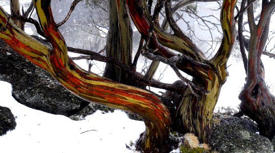 Snow Gums - NSW Snowy Mountains
