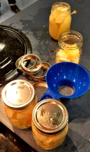 Filling canning jars with fruit photo