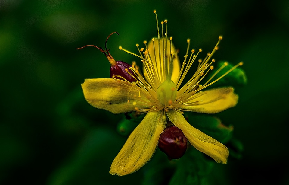 Bud flower close up
