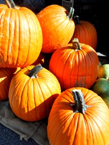 Large pumpkins