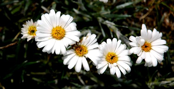 Thredbo daisies - Kosciuszko National Park - NSW Snowy Mountains