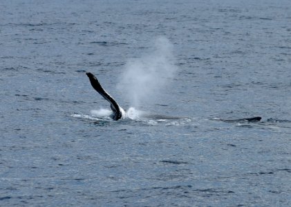 Humpback whale - off Sydney NSW photo