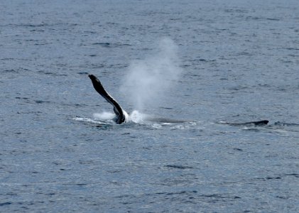 Humpback whale - off Sydney NSW