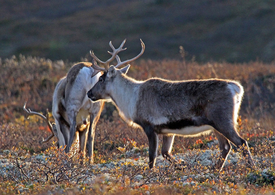 Wild reindeer autumn the nature of the