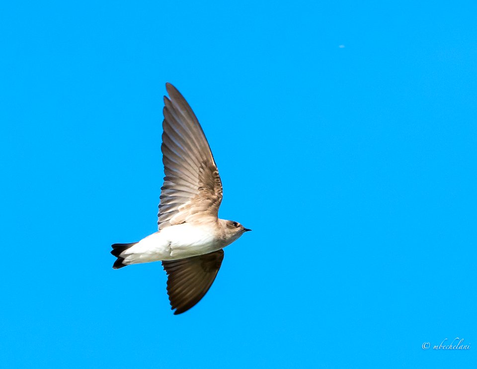Golondrina Alas Aserradas (Stelgidopteryx serripennis) MBS 5141