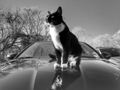 Bubba wannabe hood ornament