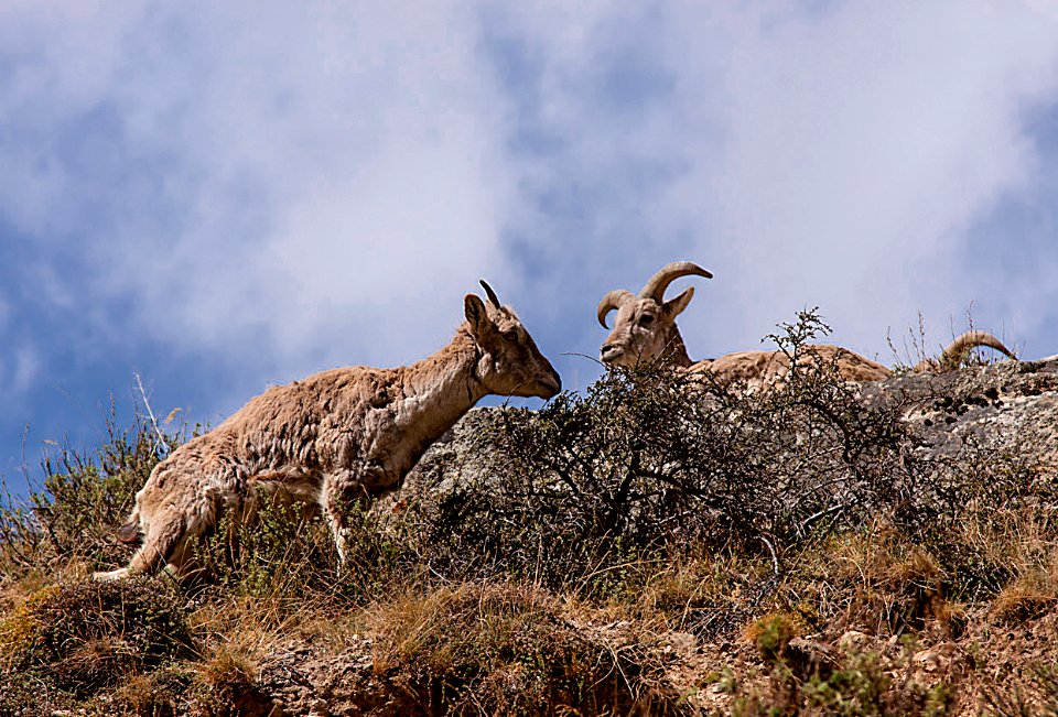Blue Sheep