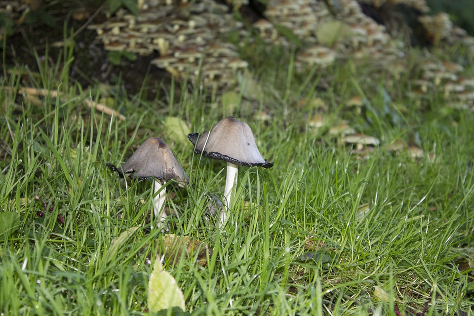 Mushrooms nature grass
