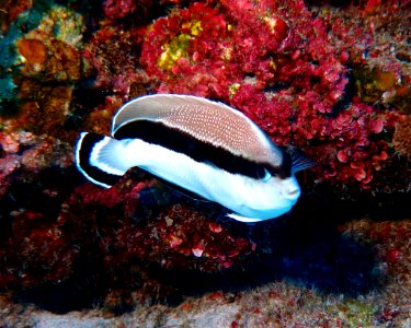 Hawaiian Endemic Bandit Angelfish
