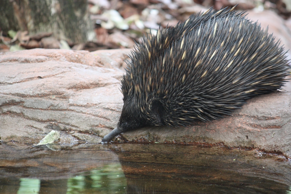 Spikes spiny aussie