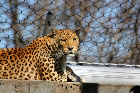 Leopardo