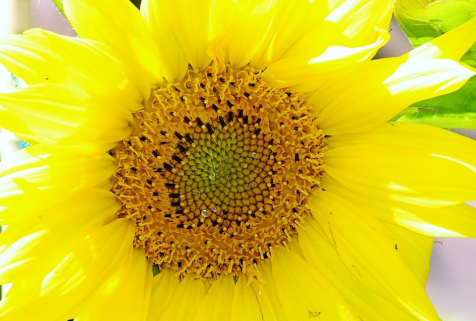 Plant shining flower