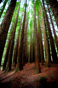 California Redwood trees