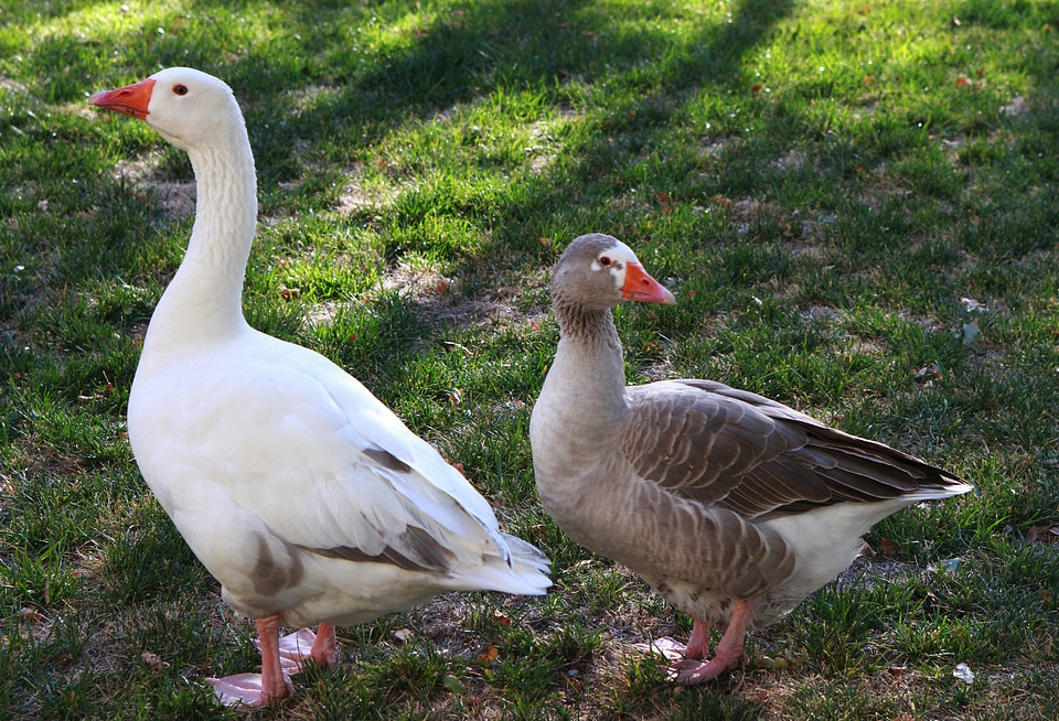Farm animal nature bird