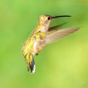 Black-chinned Hummingbird (CHUPARROSA BARBA NEGRA) (Archilochus alexandri) HEMBRA. ESPECIE MIGRATORIA. VIENE DEL NORTE A PASAR EL INVIERNO. MBS 2300